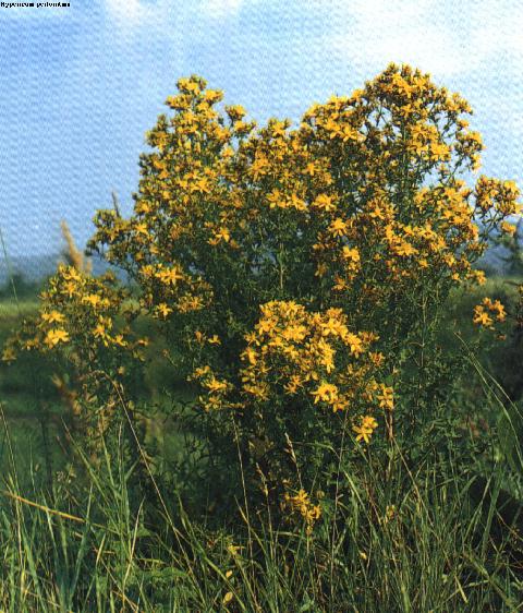 Hypericum.jpg