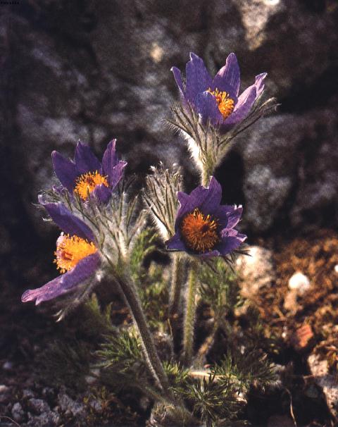 Pulsatilla.jpg