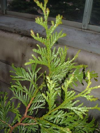 Thuja2.jpg